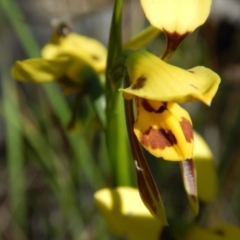 Diuris sulphurea at Point 3232 - 11 Nov 2016