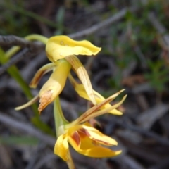 Diuris nigromontana (Black Mountain Leopard Orchid) at Point 3232 - 11 Nov 2016 by MichaelMulvaney