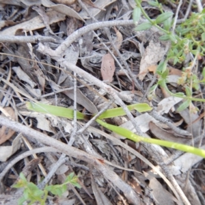 Diuris nigromontana at Point 3232 - suppressed