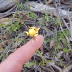 Diuris nigromontana at Point 3232 - suppressed