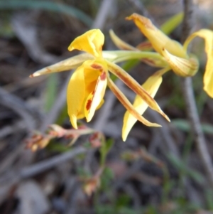 Diuris nigromontana at Point 3232 - suppressed