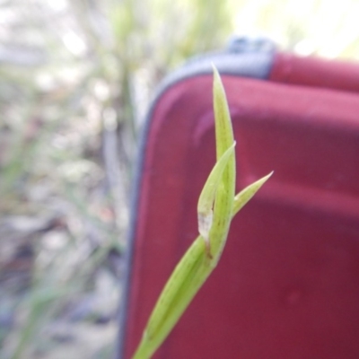 Diuris sulphurea (Tiger Orchid) at Canberra Central, ACT - 11 Nov 2016 by MichaelMulvaney