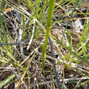 Diuris sulphurea at Point 5834 - 11 Nov 2016