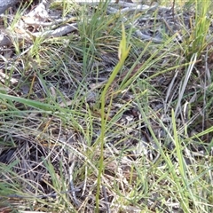 Diuris sulphurea at Point 5834 - 11 Nov 2016