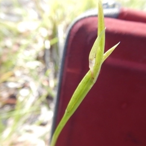 Diuris sulphurea at Point 5834 - 11 Nov 2016