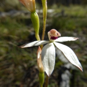 Caladenia cucullata at Point 5834 - suppressed