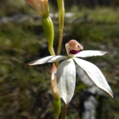 Caladenia cucullata (Lemon caps) at Point 5825 - 11 Nov 2016 by MichaelMulvaney