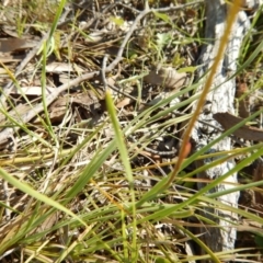 Caladenia cucullata at Point 5834 - suppressed