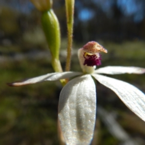 Caladenia cucullata at Point 5834 - suppressed