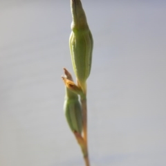 Thelymitra sp. (A Sun Orchid) at Point 5825 - 11 Nov 2016 by MichaelMulvaney