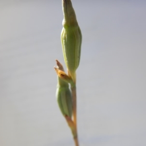 Thelymitra sp. at Point 5834 - suppressed