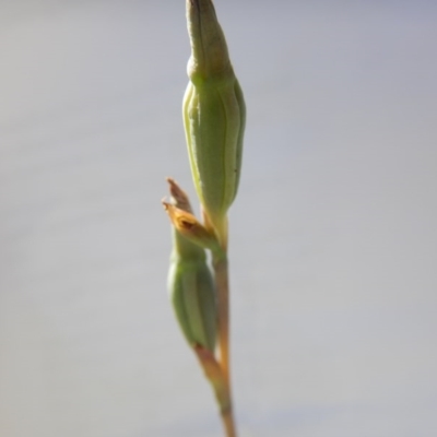 Thelymitra sp. (A Sun Orchid) at Canberra Central, ACT - 11 Nov 2016 by MichaelMulvaney