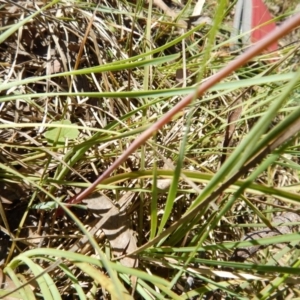 Thelymitra sp. at Point 5834 - suppressed