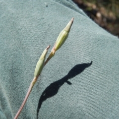 Thelymitra sp. at Point 5834 - suppressed