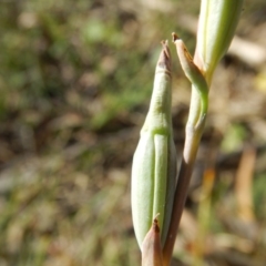 Thelymitra sp. at Point 5834 - 11 Nov 2016