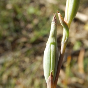 Thelymitra sp. at Point 5834 - 11 Nov 2016