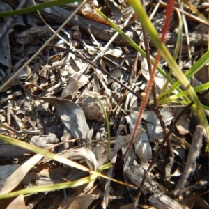 Caladenia fuscata at Undefined Area - suppressed