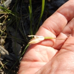 Caladenia fuscata at Undefined Area - suppressed