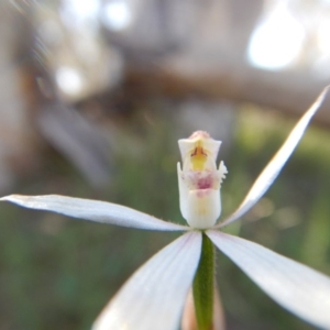 Caladenia moschata at Point 3232 - 11 Nov 2016