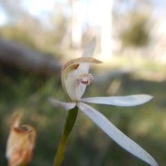 Caladenia moschata at Point 3232 - 11 Nov 2016