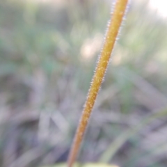 Caladenia moschata at Point 3232 - suppressed