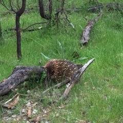 Tachyglossus aculeatus at Nicholls, ACT - 8 Oct 2016