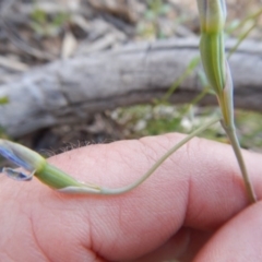 Thelymitra sp. (A Sun Orchid) at Canberra Central, ACT - 11 Nov 2016 by MichaelMulvaney