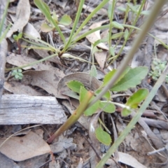 Thelymitra sp. at Point 5825 - 11 Nov 2016