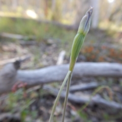 Thelymitra sp. at Point 5825 - 11 Nov 2016