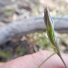 Thelymitra sp. at Point 5825 - 11 Nov 2016