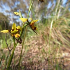 Diuris sulphurea (Tiger Orchid) at Percival Hill - 6 Nov 2016 by gavinlongmuir