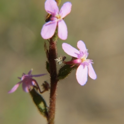 Stylidium (genus) (Trigger Plant) at Nicholls, ACT - 6 Nov 2016 by gavinlongmuir