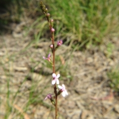 Stylidium sp. at Nicholls, ACT - 6 Nov 2016