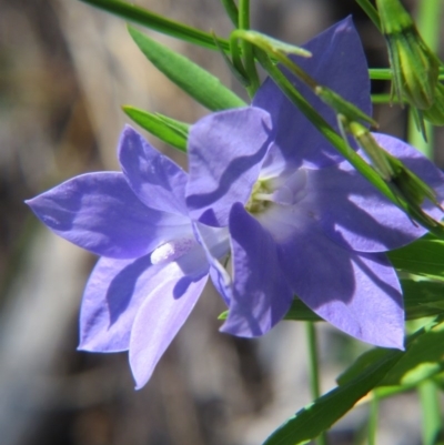 Wahlenbergia sp. (Bluebell) at Nicholls, ACT - 6 Nov 2016 by gavinlongmuir