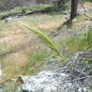 Austrostipa densiflora at Campbell, ACT - 12 Nov 2016