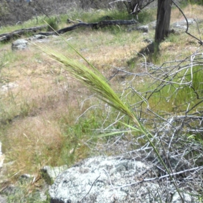 Austrostipa densiflora (Foxtail Speargrass) at Mount Ainslie - 12 Nov 2016 by SilkeSma