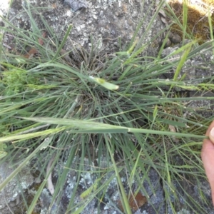 Austrostipa densiflora at Campbell, ACT - 12 Nov 2016