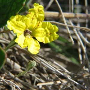 Goodenia hederacea at Nicholls, ACT - 6 Nov 2016