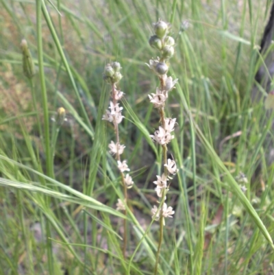 Linaria arvensis (Corn Toadflax) at Campbell, ACT - 12 Nov 2016 by SilkeSma