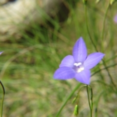 Wahlenbergia sp. (Bluebell) at Percival Hill - 6 Nov 2016 by gavinlongmuir