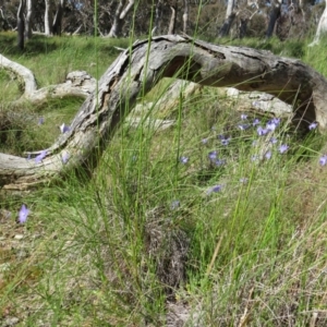 Wahlenbergia sp. at Nicholls, ACT - 6 Nov 2016 02:40 PM