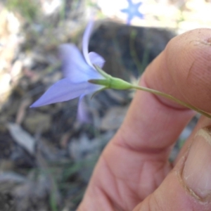 Wahlenbergia sp. at Campbell, ACT - 12 Nov 2016