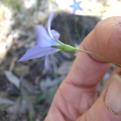 Wahlenbergia sp. (Bluebell) at Mount Ainslie - 12 Nov 2016 by SilkeSma