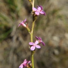 Stylidium graminifolium (grass triggerplant) at Nicholls, ACT - 6 Nov 2016 by gavinlongmuir