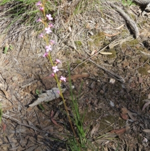 Stylidium graminifolium at Nicholls, ACT - 6 Nov 2016