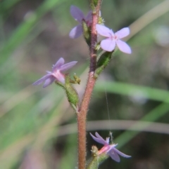 Stylidium graminifolium (grass triggerplant) at Nicholls, ACT - 6 Nov 2016 by gavinlongmuir