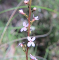 Stylidium graminifolium at Nicholls, ACT - 6 Nov 2016