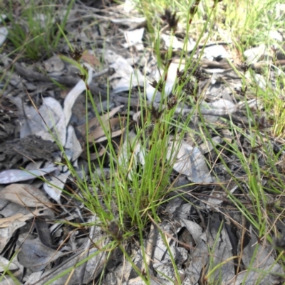 Schoenus apogon (Common Bog Sedge) at Mount Ainslie - 12 Nov 2016 by SilkeSma