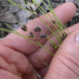 Schoenus apogon at Campbell, ACT - 12 Nov 2016 03:25 PM