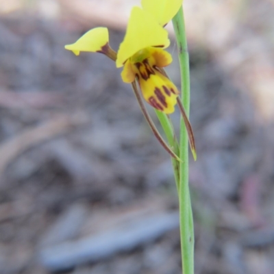 Diuris sulphurea (Tiger Orchid) at Nicholls, ACT - 6 Nov 2016 by gavinlongmuir
